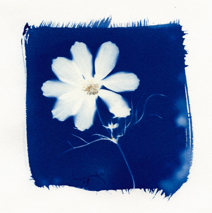 cyanotype, anthotype, analog