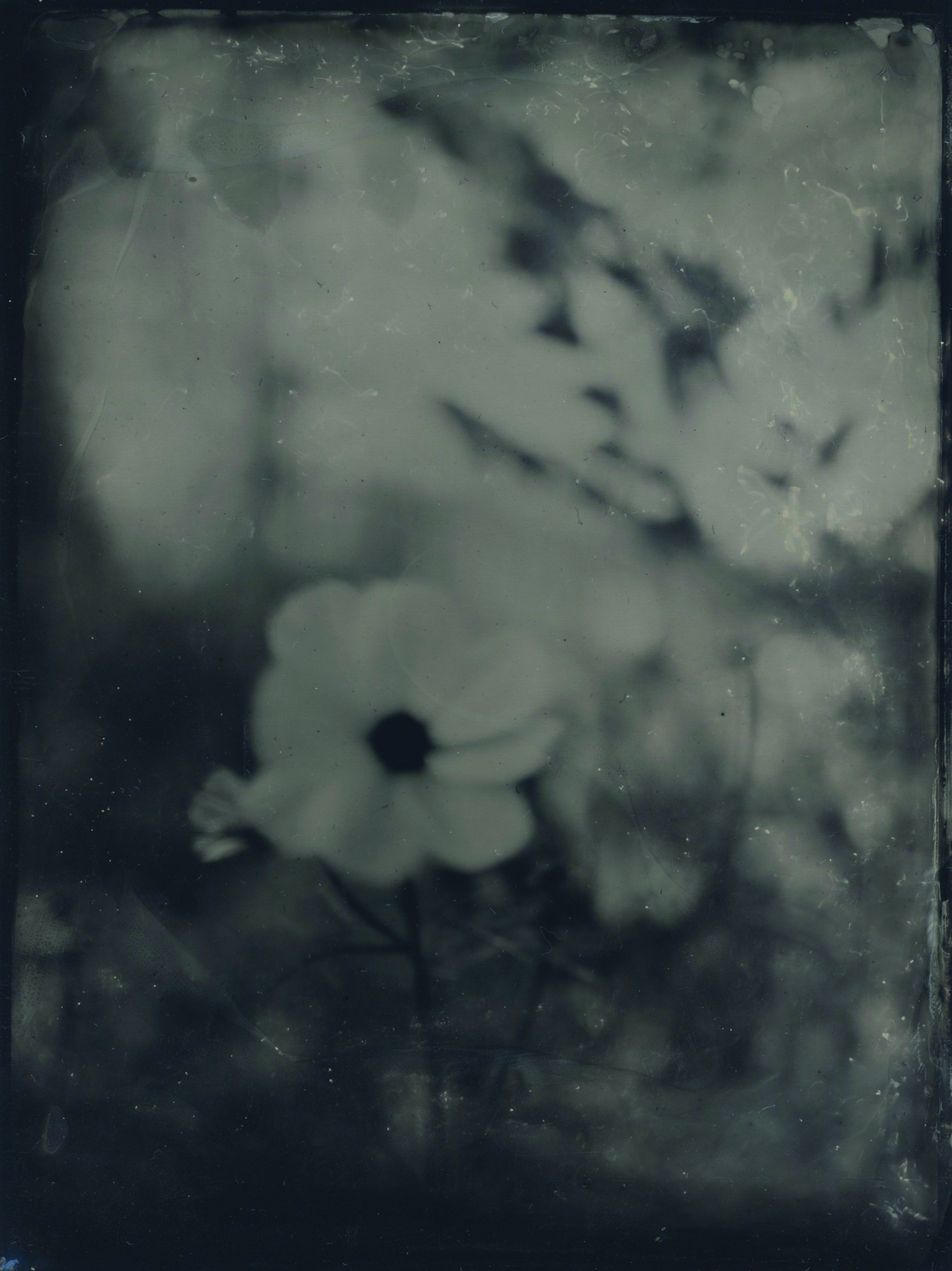 wetplate, fotograf, Hönö, wetplate