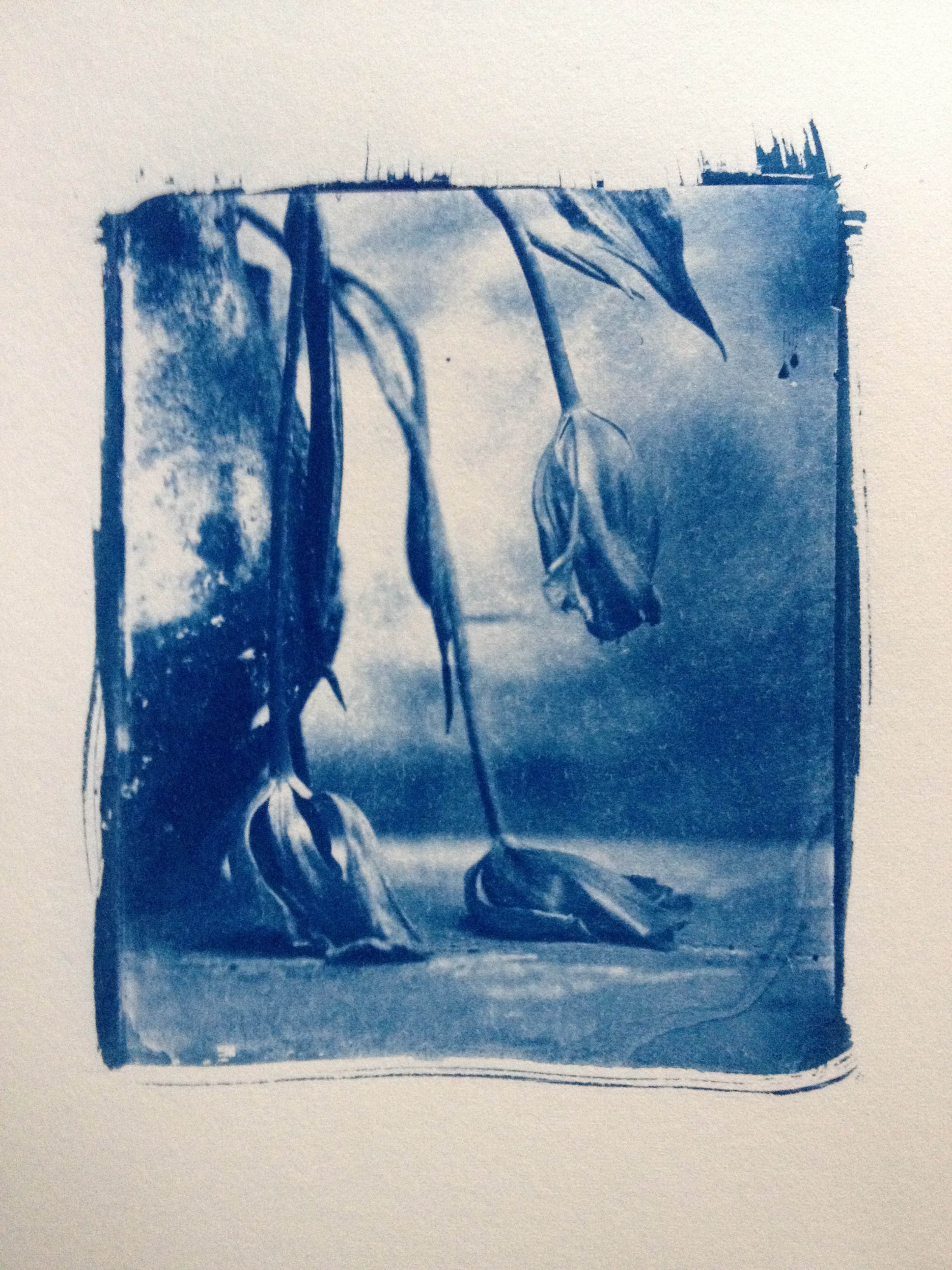 cyanotype, analog, artphoto, sweden, hönö